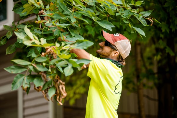 7 Landscape Hazards to Prevent on Your Commercial Property